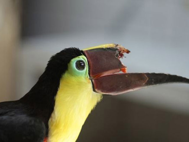 沒有上喙的大嘴鳥